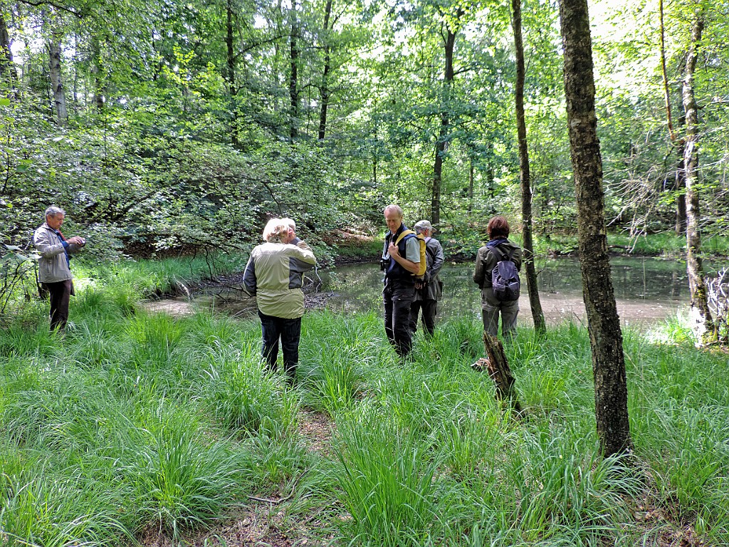 KNNV excursie de Wildernis [690] 22-jun-2014 (de Wildernis, Enschede).JPG -           